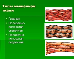 Smooth and cross-striped human muscle tissue-features, structure and functions, properties and signs: a scheme with a description. What does the muscle tissue of the heart, tongue, and human stomach consist of?