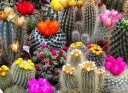 Que signifie le cactus dans la maison - les signes, que signifie la floraison du cactus? Cactus a fleuri pour la deuxième fois par an - Signes