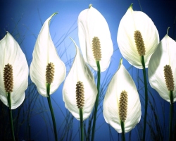 Feminine happiness Flower: Home care. When the spathiphyllum flower female happiness blooms - signs and superstition