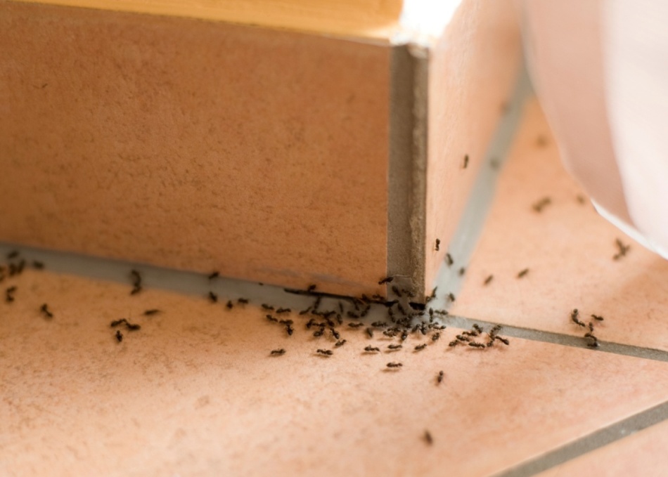 Beaucoup de fourmis dans la maison: signes