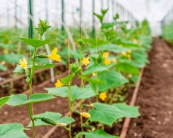 ¿Por qué las hojas se vuelven amarillas y secas en pepinos de plántulas, en un invernadero y en el suelo abierto: las causas más comunes? ¿Qué hacer si las hojas se vuelven amarillas en los pepinos?