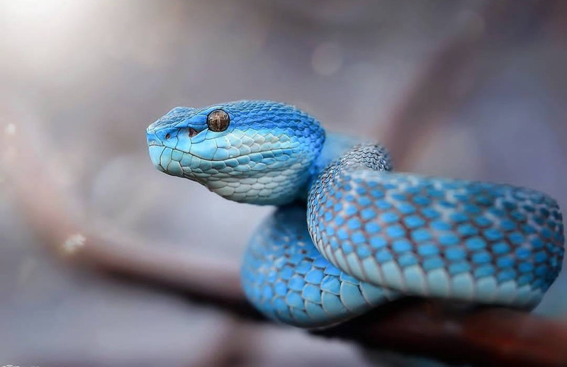 Blue racer