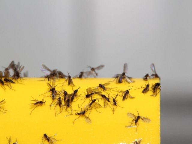 Al igual que en un apartamento, una casa para deshacerse de pequeños mosquitos en la cocina, en una habitación, baño: métodos, consejos, remedios populares y productos químicos. ¿De dónde provienen los mosquitos en el apartamento, casa, fruta? ¿Cómo hacer una trampa para los mosquitos de una botella de plástico con sus propias manos?