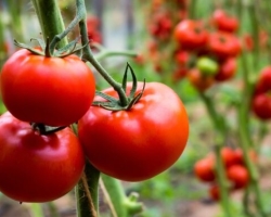 Τι λιπάσματα και στοιχεία ιχνοστοιχεία χρειάζονται ντομάτες για φυσιολογική ανάπτυξη και καλή συγκομιδή: συνδυασμός μεταλλικών λιπασμάτων για τη σίτιση ντομάτας