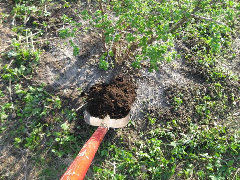 Currant feeding in the summer