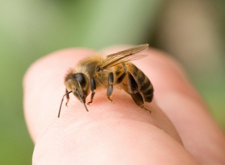 Morsure d'abeille.