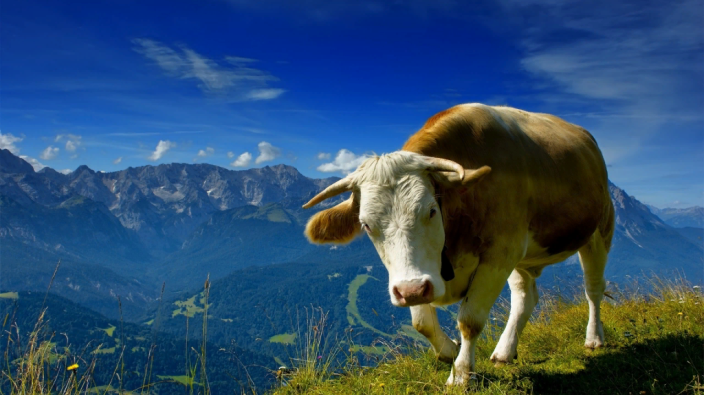 Ονειρεύεται μια αγελάδα