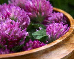 Red Clover: useful and healing properties, contraindications, use in folk medicine. How to take red clover with menopause, from pressure, cholesterol, for cleaning blood vessels to men and women?
