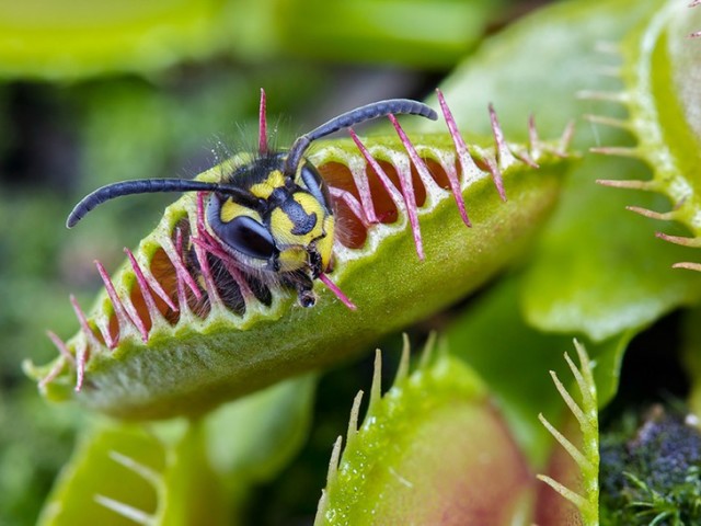 Хищные, насекомоядные растения. Цветок, который ест насекомых. Описание для урока биологии: Окружающий мир — хищные растения
