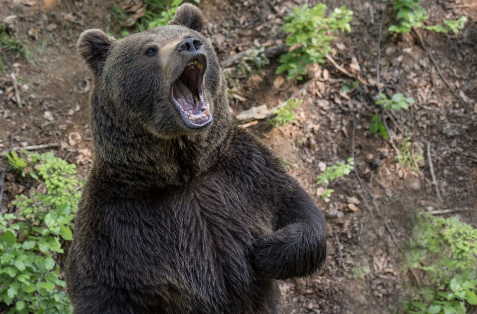 Brown bear