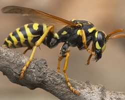 Képesek -e a darazsak mézet adni, és milyen hasznosak? Van -e előnye az OSA -harapásnak? Hol élnek a darazsak, melyek a fészek? Mi vonzza a robbantást egy ember mellett? Milyen veszélyesek a veszélyesek?