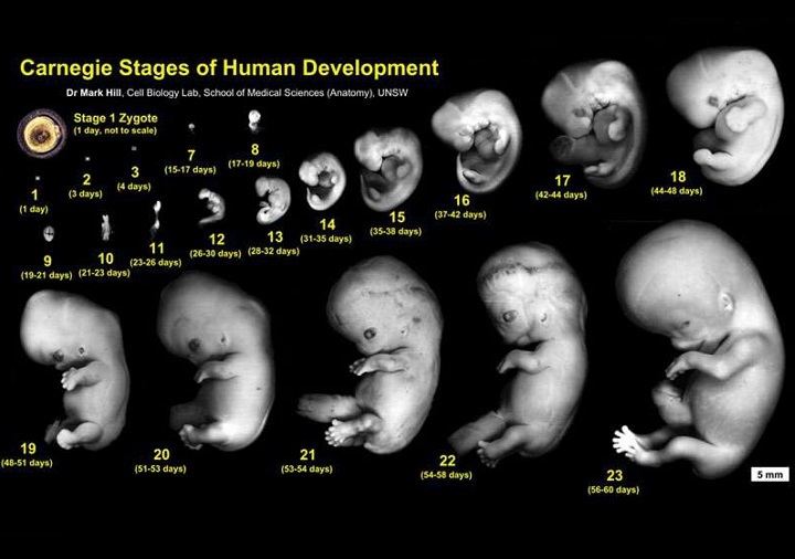 Как выглядит эмбрион по дням до 23 недели