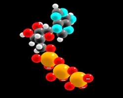 What is ATP, ATP molecule and its composition, functions and role in the human body?