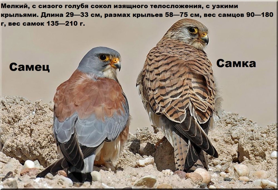 Сравнение