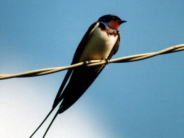 Swallow: Signes. Qu'est-ce que cela signifie si la déglutition s'est envolée dans la maison, le nid se précipitait, tombait?