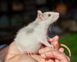 Quel sexe est-il préférable d'emmener un rat décoratif à l'appartement: les avantages et les inconvénients des rats décoratifs des garçons et des filles, recommandations de choix