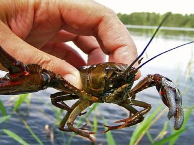Dream Interpretation - to see crayfish in a dream. Why dream to buy, catch the hands of crayfish, dead, red, boiled, large, huge, with crabs, with fish, in water, woman, man: interpretation of sleep