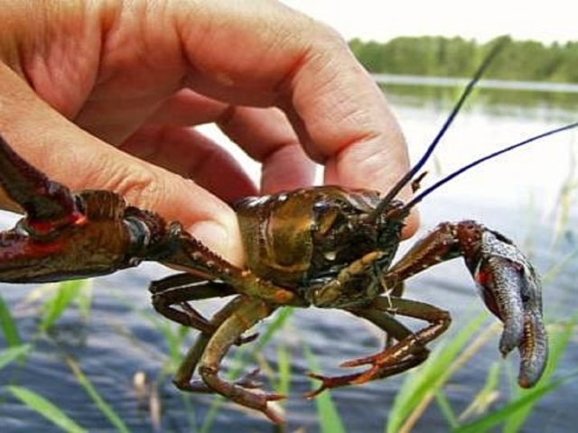 Interpretación de los sueños: para ver cangrejos de río en un sueño. ¿Por qué soñar con comprar, atrapar las manos de croyfish, muertos, rojos, hervidos, grandes, enormes, con cangrejos, con peces, agua, mujer, hombre: interpretación del sueño?