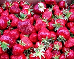 What are the varieties of garden strawberries of early, medium, late and repair, large garden: a description with names and photographs, features of imported and domestic varieties of garden strawberries