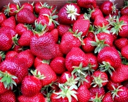 ¿Cuáles son las variedades de las fresas de jardín de las primeras, medianas, tardías y la reparación, un jardín grande: una descripción con nombres y fotografías, características de variedades importadas y nacionales de fresas de jardín