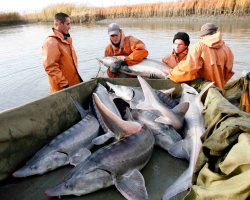 Le plus grand poisson d'eau douce est le béluga: poids, taille, âge. Le plus grand béluga pris dans la Volga au monde. À quel détachement Beluga appartient-il, où vive-t-il, quelle quantité de caviar peut-il être?