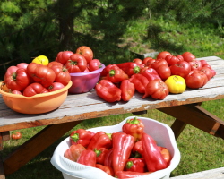 Bagaimana cara memberi makan bibit tomat dan merica sehingga ada yang tebal? Memberi makan bibit tomat dan merica dan pupuk di rumah sebelum dan sesudah menyelam dan menanam di tanah