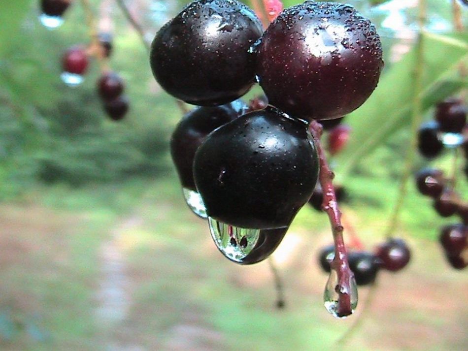 Bayas de cerezas