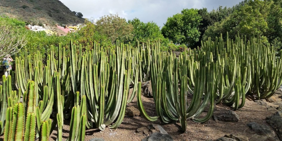 Park Cactus, Gran Canary, Španija