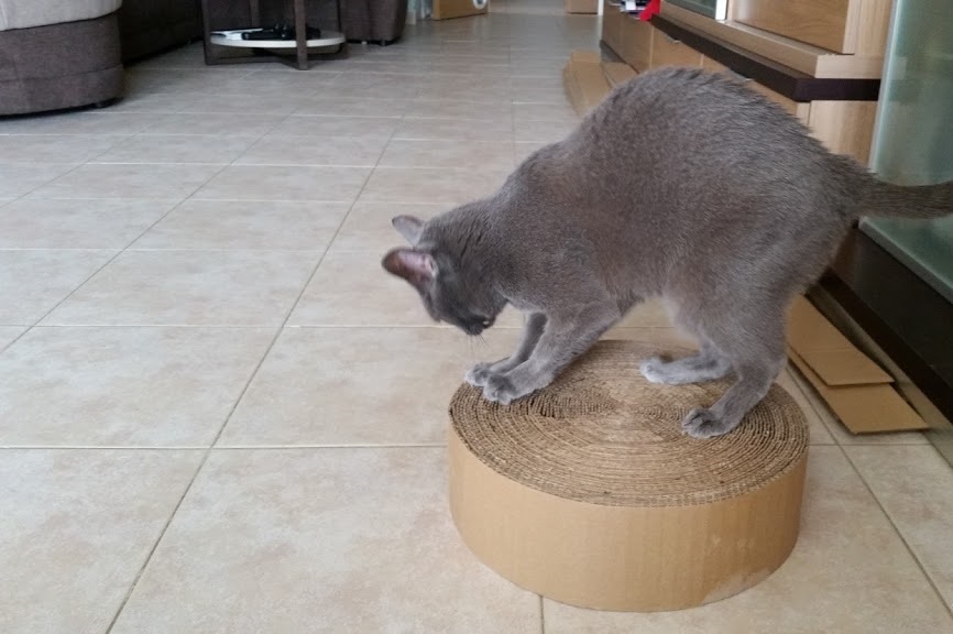 It turns out such an interesting claw of cardboard
