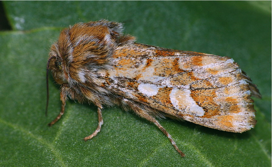 Schmetterling der Schaufel