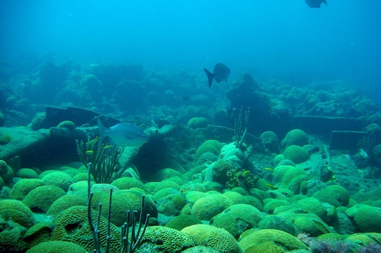 C'est ce que la mer Sargasse regarde sous l'eau.