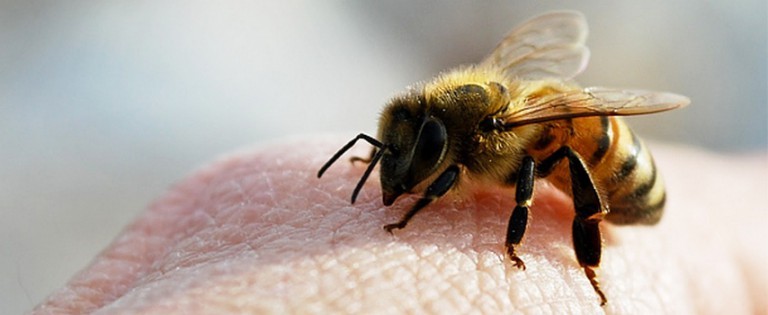 Traitement des ishias avec des abeilles avec morsure: points