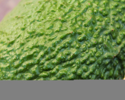 Avokado kabuğu yemek mümkün mü? Avokado kabuğu nasıl kullanılır?