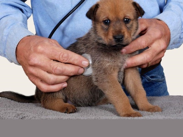 Чумка у собак: симптомы, признаки, лечение. Передается ли чумка от собаки к человеку, другой собаке, кошке?