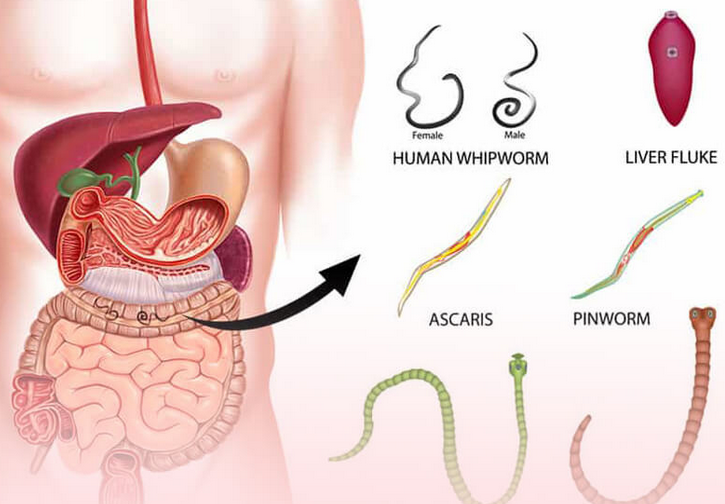 Los parásitos intestinales son peligrosos para los humanos