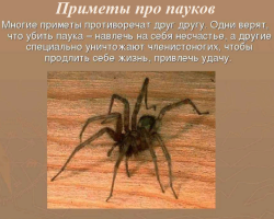 Оно што пауци непрестано истражују, често видим пауке: знакове. Да ли је тачно да пауци непрестано падају на зли око? Зашто не можете убити пауке када можете: Сујеверје