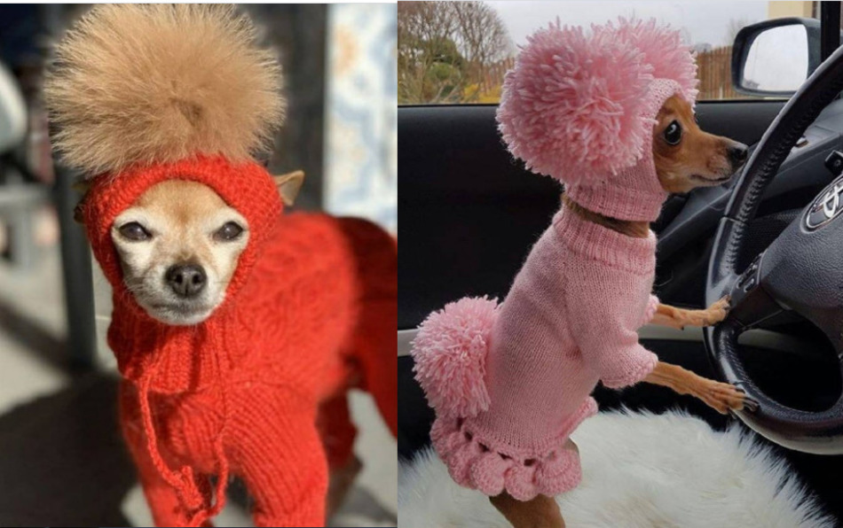 Самые красивые комплекты вязаной одежды для маленьких собак