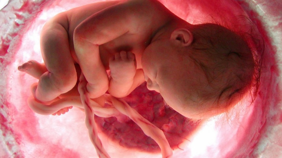 La fonction de l'organe génital féminin de l'utérus - portant un enfant