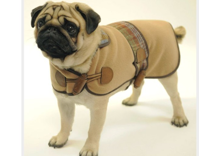 Warm clothes for dogs