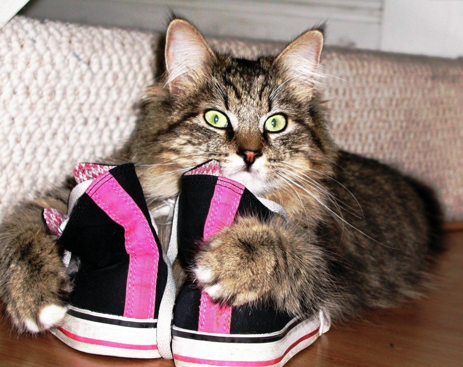 Коты часто портят обувь.