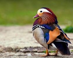 Mandarin Ducks: Deskripsi singkat untuk anak-anak bagaimana kelihatannya, di mana ia tinggal, apa yang makan, berat, ukuran, lebar sayap, foto seorang wanita dan pria. Mengapa bebek mandarin dimasukkan dalam buku merah?