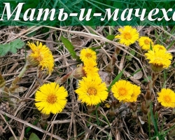 Mother-on-I-Machekh therapeutic plant: description, story for children, preschoolers