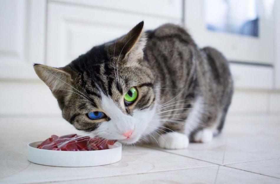 Мясо - обязательный ингредиент для меню котят