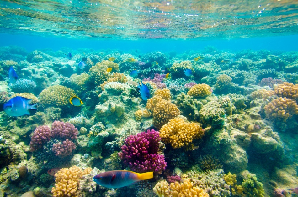 Champ de coraux multi-colorants en mer Rouge