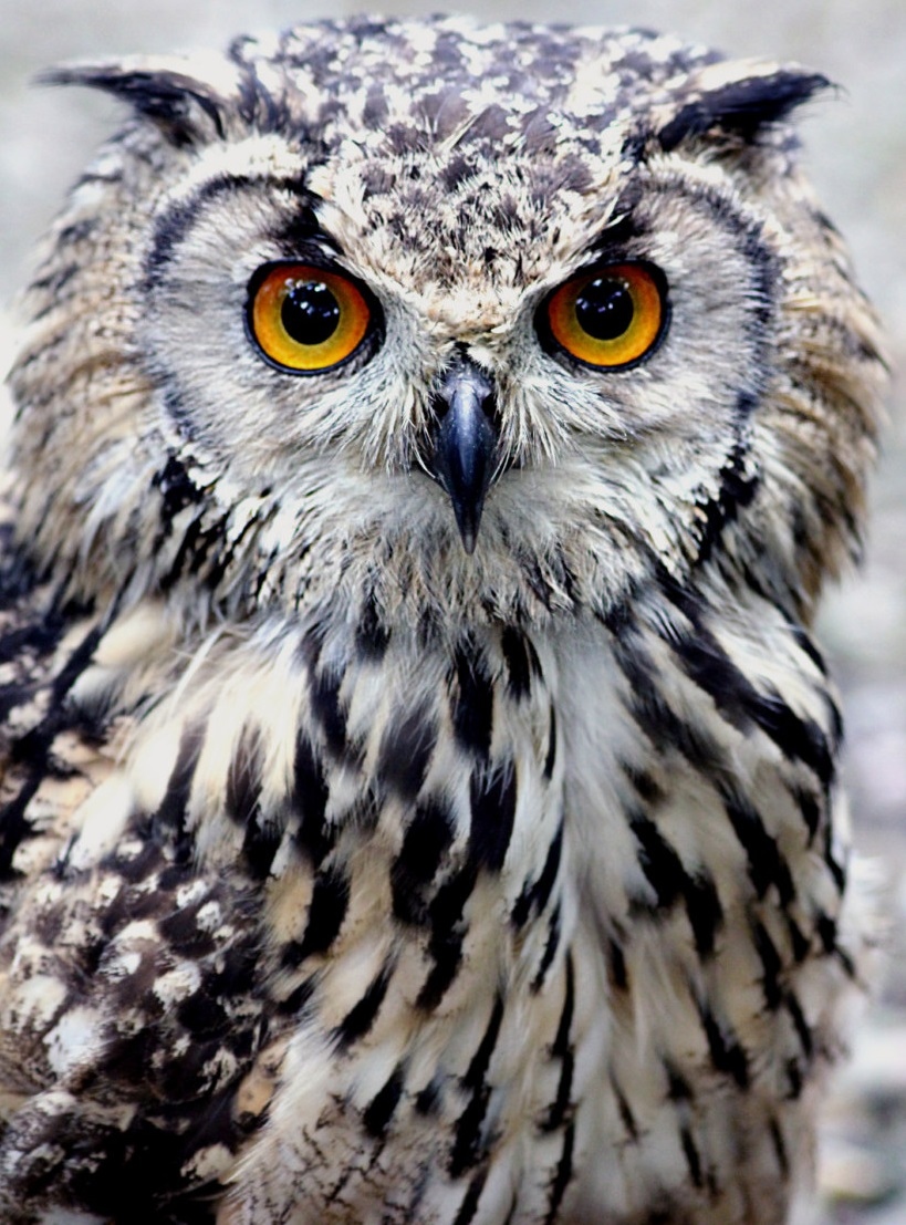 Beauty Owl