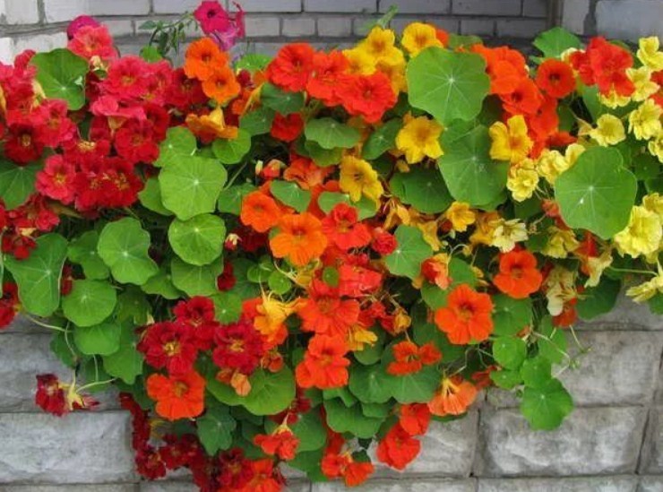 La planta crece perfectamente a la sombra, pero aún la luz debería deleitar la flor al menos a veces