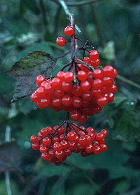 Pijte infuzije Viburnum