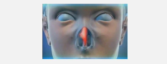 The structure and functions of the nasal septum