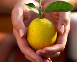 Як виростити в приміщенні лимона вдома з кістки? Лимон у приміщенні - Догляд, розмноження, хвороба, лікування, шкідники та сорти: опис