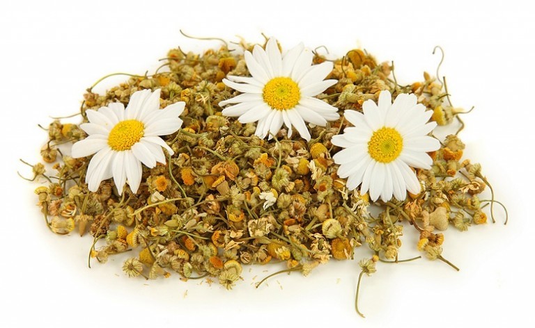 Bunga Chamomile